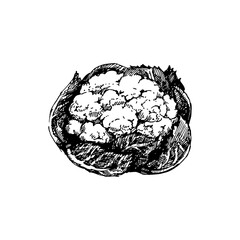 Hand drawn sketch vegetable cauliflower. Eco food. Vector vintage black and white illustration