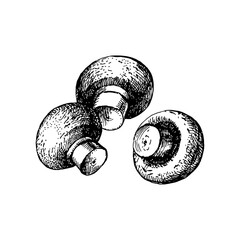 Hand drawn sketch vegetable champignon mushrooms. Eco food. Vector vintage black and white illustration