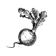 Hand drawn sketch vegetable turnip. Eco food. Vector vintage black and white illustration - 748533336