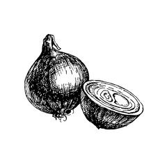 Hand drawn sketch vegetable onion. Eco food. Vector vintage black and white illustration - 748533360