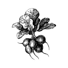 Hand drawn sketch vegetable radish. Eco food.Vector vintage black and white illustration - 748533366