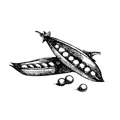 Hand drawn sketch vegetable peas. Eco food. Vector vintage black and white illustration
