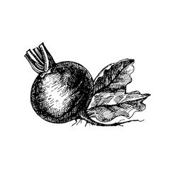 Hand drawn sketch vegetable beet. Eco food. Vector vintage black and white illustration
