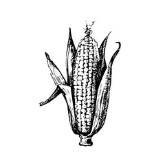 Hand drawn sketch vegetable corn. Eco food. Vector vintage black and white illustration - 748533374