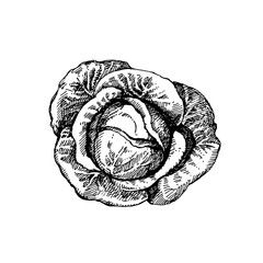 Hand drawn sketch vegetable cabbage. Eco food. Vector vintage black and white illustration - 748533379
