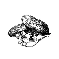 Hand drawn sketch vegetable cucumber. Eco food. Vector vintage black and white illustration - 748533383