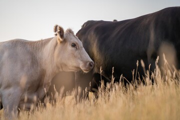 Fat Beef cows grazing on native grasses in a field on a farm practicing regenerative agriculture in Australia. Hereford cattle on pasture. livestock Cows in a field at sunset with golden light.