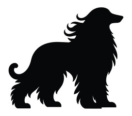 Vector, isolated silhouette of Afghan Hound.