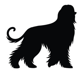 Afghan Hound vector illustration on white background.