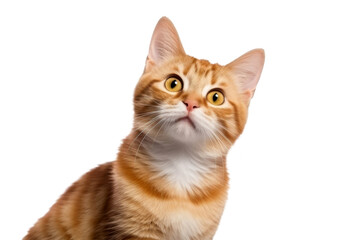 Fototapeta na wymiar Cute fluffy portrait smile kitty Cat that looking at camera isolated on clear png background, funny moment, lovely cat, pet concept.
