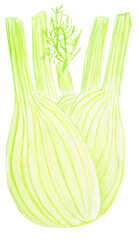 Hand-paint (hand drawn)  watercolor illustration of a vegetable isolated on a seamless background, PNG  -  fennel. Perfect for logos and branding.