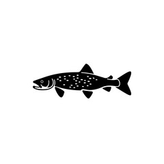 Fototapeta premium Pike Fish