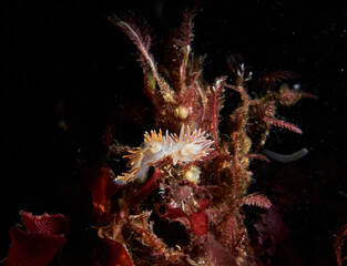 Sea slugs Flabellina verrucosa on the red algae. Blackwaterphotography, White sea