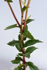 The blooming Sedum maximum in nature