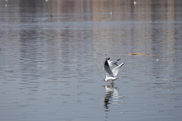 bird, seagull, gull, flying, sea, 