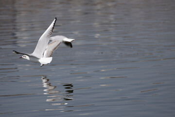 Fototapeta na wymiar bird, seagull, gull, flying, sea, 