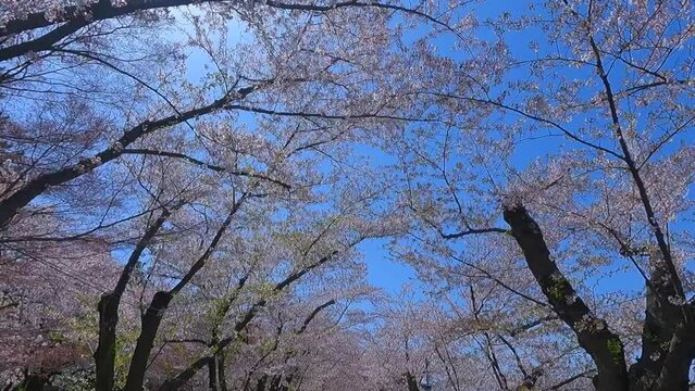 Cherry blossom walkway in Hirosaki Park and beautiful views of Mount Iwaki in spring.