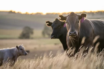 Foto op Plexiglas cows and calfs grazing on dry tall grass on a hill in summer in australia. beautiful fat herd of cattle on an agricultural farm in an australian in summer © William