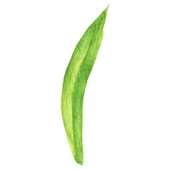 Green Lily Leaf