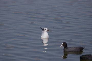 bird, seagull, gull, flying, sea, 