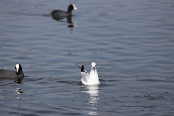 bird, seagull, gull, flying, sea, 