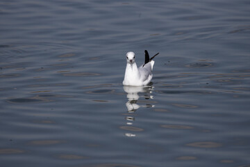 bird, seagull, gull, flying, sea, 