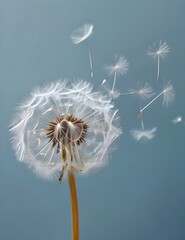 Dandelion fluff background for aesthetic minimalism style background. Light blue color wallpaper with elegant and light flying fluffs on empty wall. Fragile, lightweight Generative AI