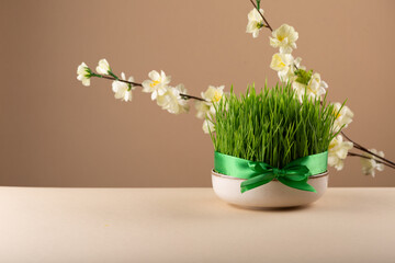 Novruz table setting with green samani wheat grass with satin ribbon and blooming flowers, spring...