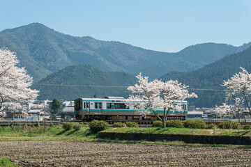 Cherry blossom scenery in the Japanese countryside