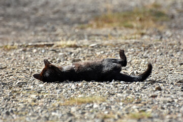 Portrait of a black cat. Close up of a black cat outside