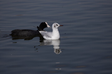 bird, seagull, gull, flying, sea, 