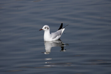 bird, seagull, gull, flying, sea, 