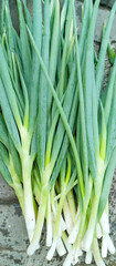 Leek vegetables, taken up close