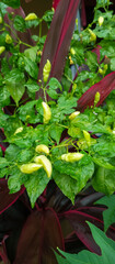 Chili plants