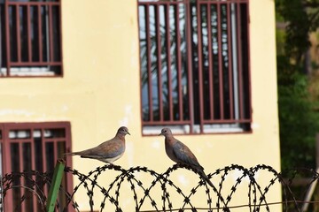 A pair of turtle doves on barbed wire