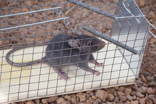 Rat caught in a trap