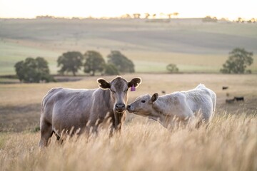 cows and calfs grazing on dry tall grass on a hill in summer in australia. beautiful fat herd of...