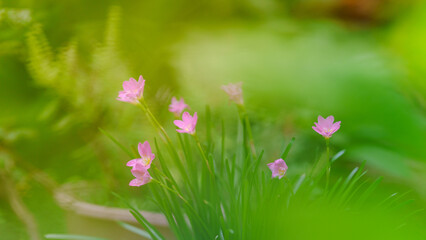 Fototapeta premium Fairy Lily, Rain Lily, Zephyr Flower, bright pink flowers with green leaves in the home garden.