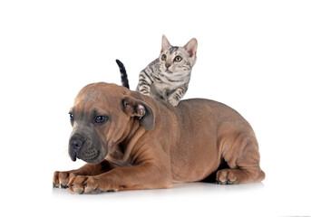 bengal kitten an cane corso in studio