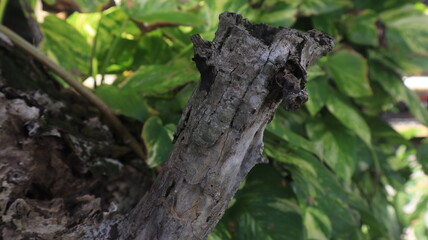 Close-up of a textured tree trunk, its bark illuminated by the warm light of day.