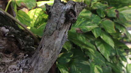 Close-up of a textured tree trunk, its bark illuminated by the warm light of day.