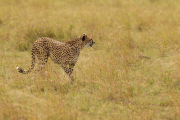 cheetah in the African savannah waiting for prey Namibia.