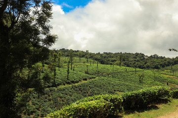 Fototapeta na wymiar Awesome view of tea garden in Nelliyampathy