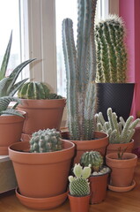 Indoor succulents Mammillaria Opuntia Gruzoni. Different types of cactus in pots