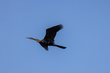 Oriental darter flying in the blue sky ; specie Anhinga melanogaster family of Anhingidae