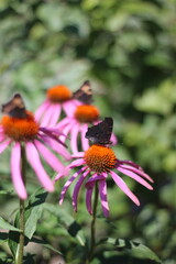 butterfly on flowers