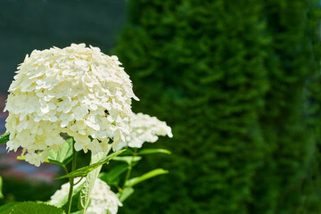 White bright Macrilla hydrangea,space for text on dark saturated greenery