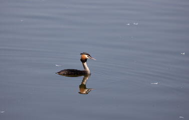 bird, water, seagull, nature, wildlife, duck, gull, sea, animal, flight, lake, beak, fly, beach, ocean, flying, blue, wings, birds, feather, mallard, great crested grebe, pond, sky, wing