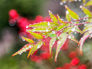 雨に濡れる南天の葉