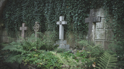 Four weathered crosses stand against a wall, surrounded by ivy, symbolizing enduring legacy and the passage of time within the embrace of nature's growth